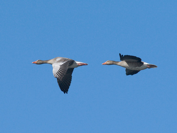 Merihanhi, Greylag Goose, Anser anser